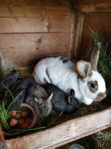 eine Gruppe Kaninchen, die in einer Nistkiste liegen in der Unterkunft Apartmenthaus Vetter in Kurort Gohrisch