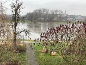 a bunch of birds sitting on the grass near a river at Pension Elbkiosk in Kleinzadel