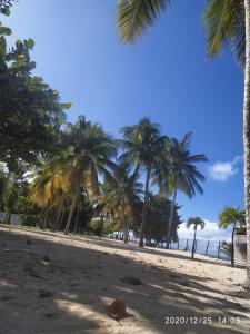 un groupe de palmiers sur une plage de sable dans l'établissement Studio la Verdure, à Le Moule