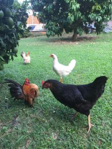 Sorbo-OcagnanoにあるChambres d'hôtes Le Clos des Oliviersの草の中に立つ鶏の群れ