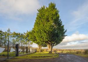 un árbol al costado de un camino en The Retreat Tranquil Countryside Apartment en Larkhall