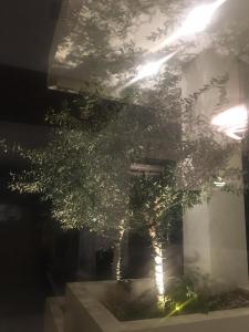 a potted tree sitting on top of a table at Glyfada Riviera Hotel in Athens