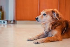 ein Hund, der in einer Küche auf dem Boden liegt in der Unterkunft Hotel Rivage Taormina in Taormina