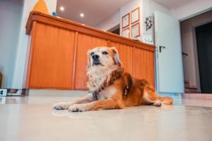 Animal o animals de companyia a Hotel Rivage Taormina