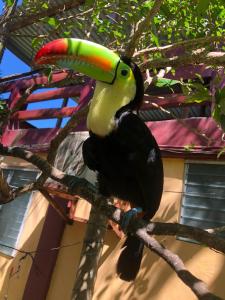 a colorful toucan sitting on a tree branch at Hotel BAHÍA in Tela