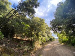 un chemin de terre avec des arbres de chaque côté dans l'établissement Locanda Tipica Sa Corte, à Oliena