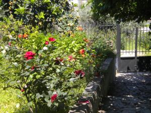 A garden outside ILIOCHARI sea view apartments Oropos - Kalamos