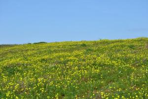 a field of yellow flowers on a green hill at Vivenda Familia Pedro in Vila do Bispo