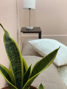 una planta sentada en una cama junto a una mesa en La Estancia Ideal Apartamentos en Fortuna