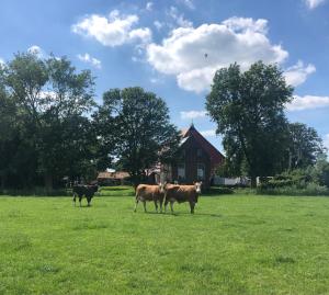 Galeriebild der Unterkunft Appartementen verhuur De Trijehoek in Stiens + 39 Fotos