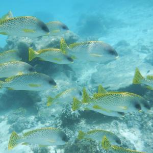 un groupe de poissons nageant dans l'océan dans l'établissement Wasini Raha Snorkeling and Diving, à Wasini