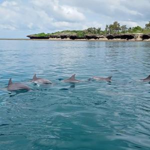 a group of dolphins swimming in the water at Wasini Raha Snorkeling and Diving in Wasini