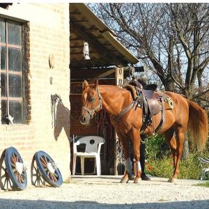 un caballo marrón parado frente a un edificio en Felix House, en Codevilla