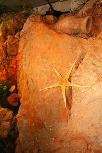 a rock with a star painted on it at Apartments Mitrovići Miločer in Sveti Stefan