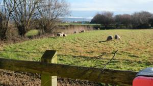 a herd of sheep grazing in a field behind a fence at The Old Rectory - Brean in Brean