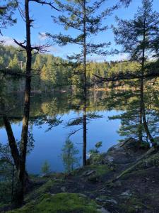 a view of a lake through the trees at Meadowbrook Guest Suite in Brentwood Bay