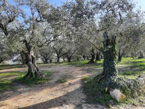 a dirt road in a field with olive trees at Florivana Boutique Hotel in San Pietro in Cariano