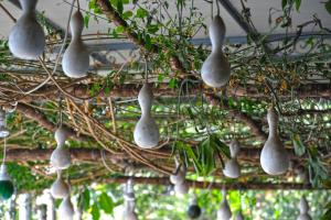 a bunch of plants are hanging from a tree at Il Barilotto in Positano