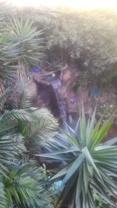 un giardino con palme e cascata di Hotel Chalets Los Volcanes a Alajuela