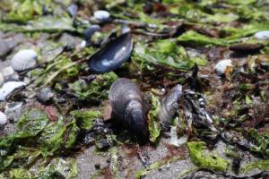 Tiere in der Ferienwohnung oder in der Nähe