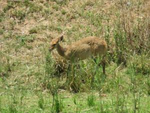 une gazelle debout dans un champ d'herbe dans l'établissement Riverview Inn, à Malelane