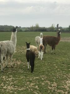 Animals at the country house or nearby 