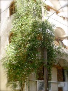 a large tree in front of a building at Eleni's Rooms in Loutra Edipsou