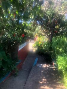 a garden with a tree and some plants at Tri M Waves Lodge in Ponta do Ouro