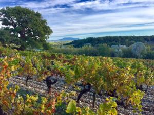 un viñedo con muchas uvas verdes y amarillas en Le Clos de la Tuilière, en Grignan