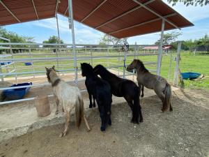 un grupo de caballos parados bajo una tienda en Hotel - Granja de Animales San Basilio de Palenque, en San Basilio del Palenque