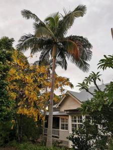 a palm tree in front of a house at Arcadia House in Byron Bay