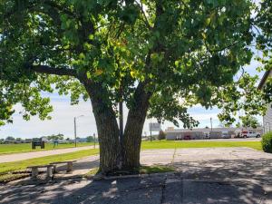 a tree in a park with a bench under it at Super 8 by Wyndham Chariton in Chariton