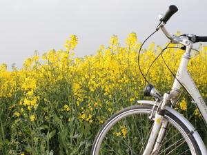 Puhkemajas või selle läheduses saadaval olevad muud tegevused