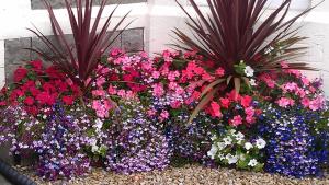a flower garden with pink and purple flowers and plants at Camellia Lodge Guest House in Weston-super-Mare