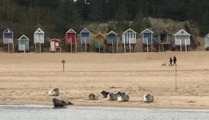 Animals at the bed & breakfast or nearby 