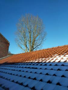 un albero seduto sopra un tetto rosso di spéculoos et chicorée a Villeneuve d'Ascq