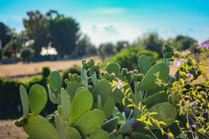 a green cactus with flowers in a garden at Borgobianco Resort & Spa Polignano - MGallery Collection in Polignano a Mare
