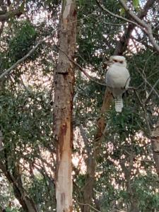 ptak siedzący na szczycie drzewa w obiekcie Studio Cottages "Bungalow" w mieście Sydney