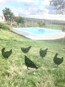 un grupo de pollos parados en el césped cerca de una piscina en El Lagar de los Abuelos, en Arcos de la Frontera