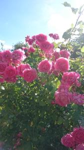 a bunch of pink roses on a bush at Ubytovaní Šaslun in Kolešov