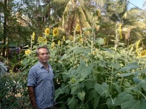 een man die voor een groot veld zonnebloemen staat bij Phayam Garden View in Ko Phayam