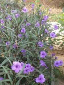 a purple plant with purple flowers in a garden at Phayam Garden View in Ko Phayam