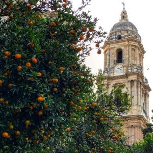 een sinaasappelboom met een klokkentoren op de achtergrond bij Picasso City Center 1A in Málaga