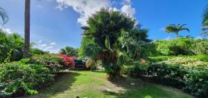 Zahrada ubytování Grand studio Tropical idéalement situé, jardin et piscine