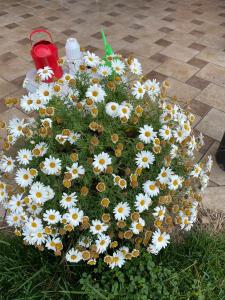 un montón de flores blancas en el césped en VILLA FOUR SEASONS - TERRAZZA SUL MARE en Trivio