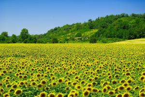 Imagen de la galería de Stunning Castle South FranceP, en Monjoi 39 fotos más