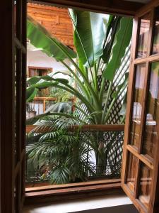 una finestra con vista su una pianta in una stanza di Riad Irene a Marrakech