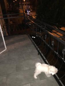 um cão branco ao lado de uma cerca em Apartment Fumfula em Batumi