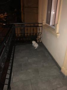 a white cat sitting on a floor next to a window at Apartment Fumfula in Batumi