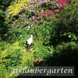 Gallery image of Appartement auf Rügen in Sagard